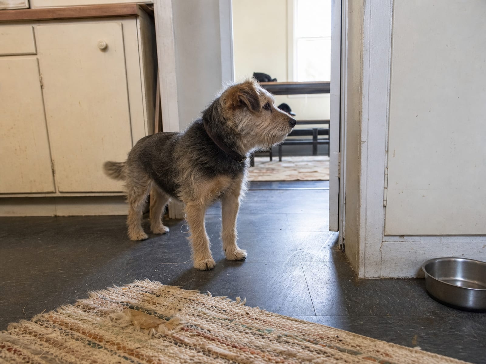 Dog relaxing in a calming, fear-free environment