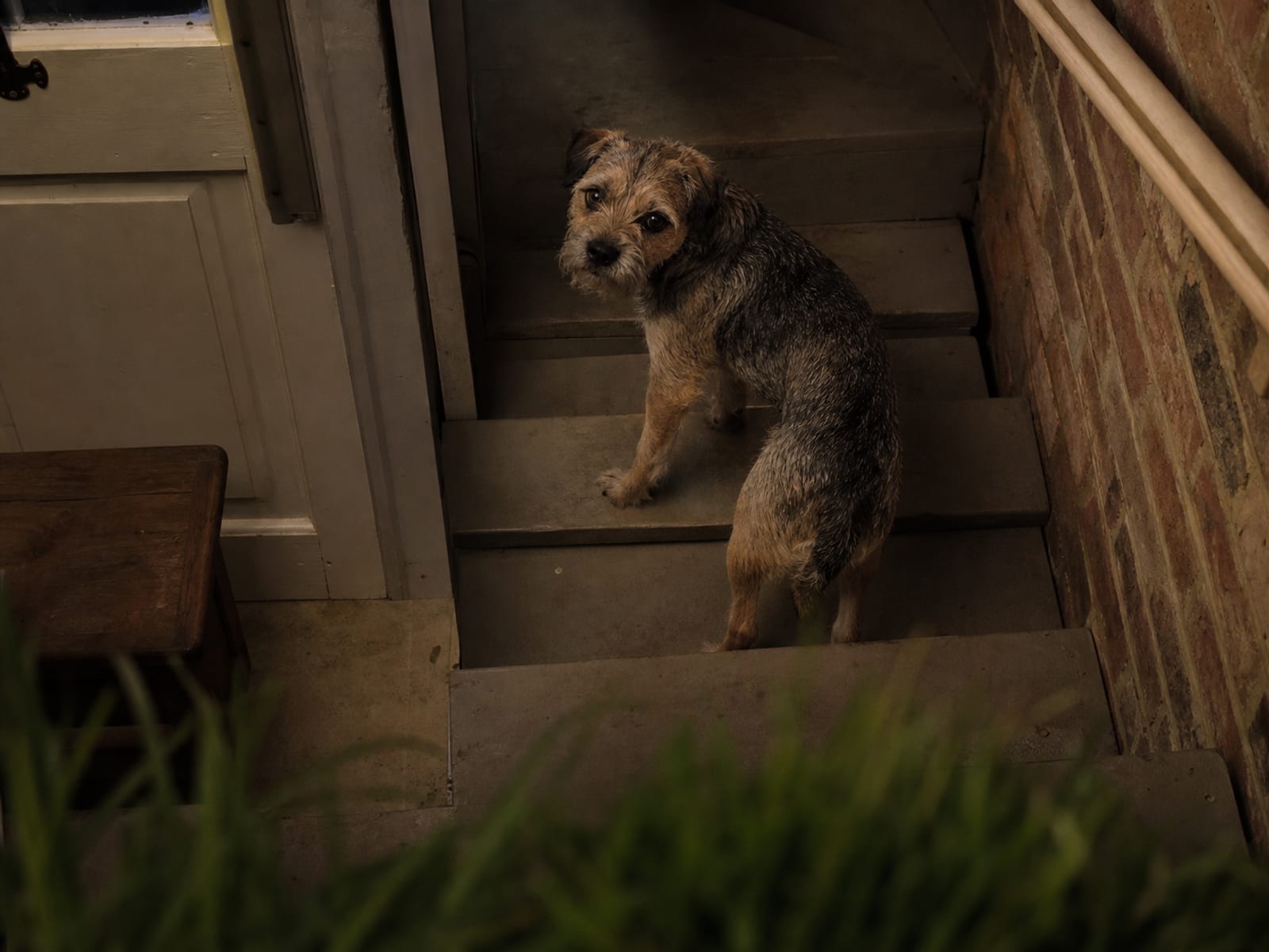 Confined dog showing aggression