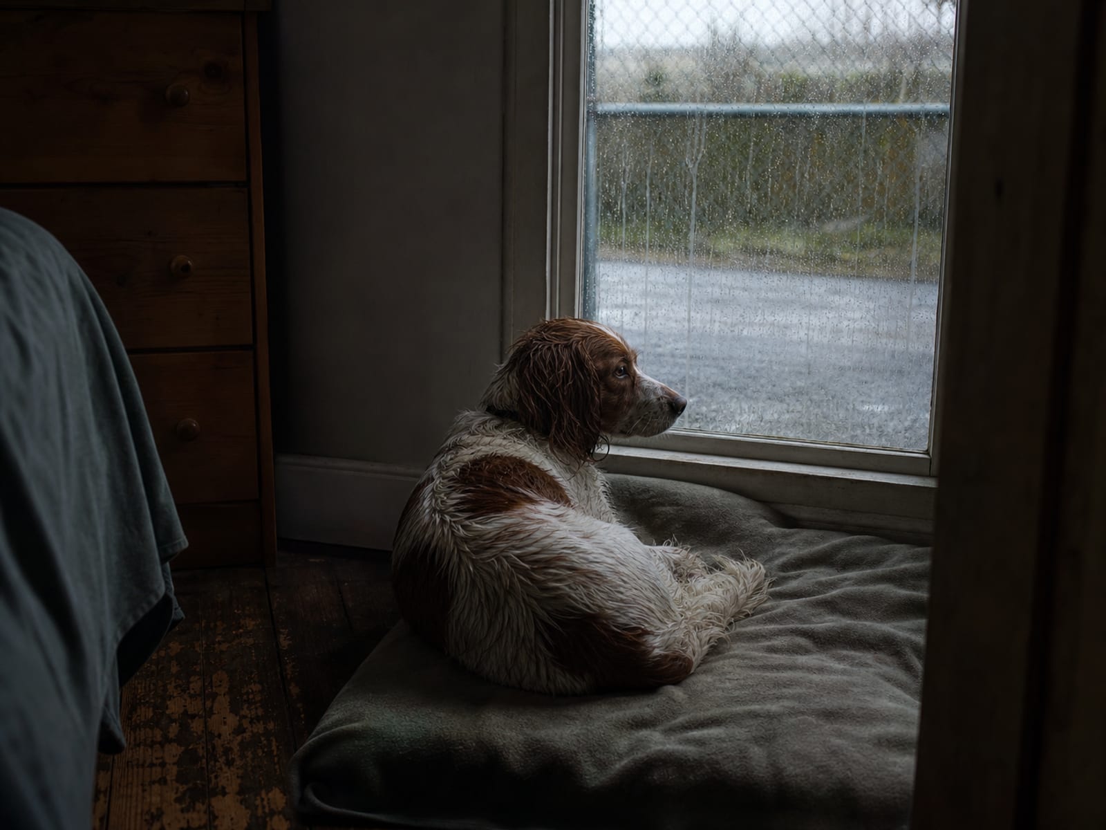 Qualities to look for in a dog trainer near you in MD