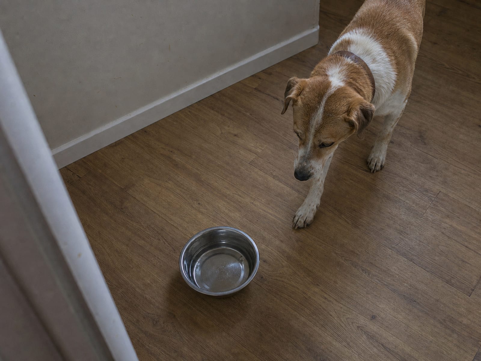 How Much Should Dog Training Lessons Cost Baltimore