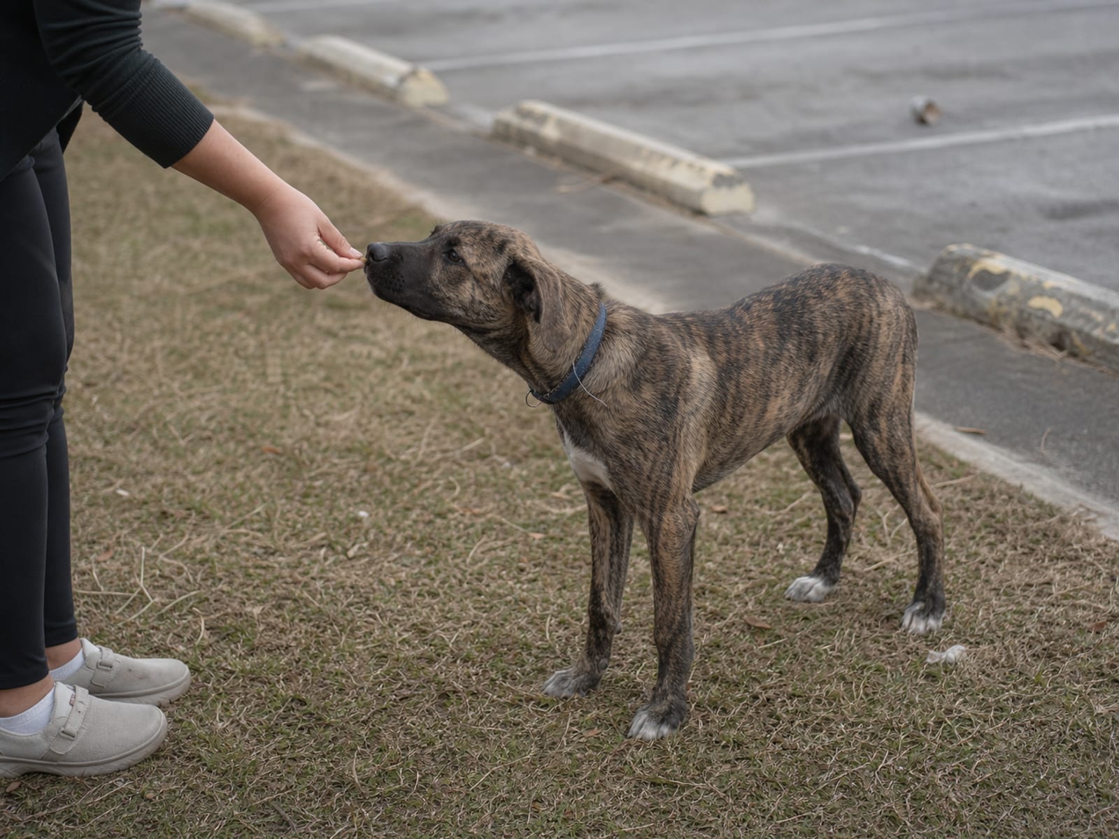 Best Dog Obedience Trainer Baltimore Reviews