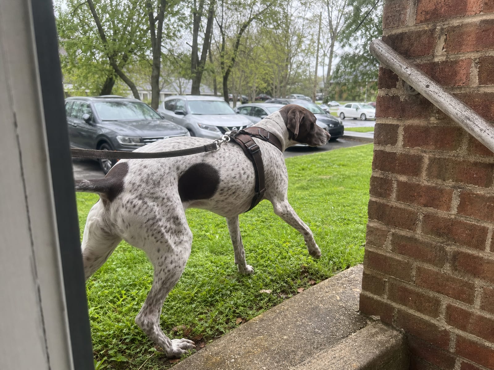 Best Doggie Boot Camp Board And Train Baltimore