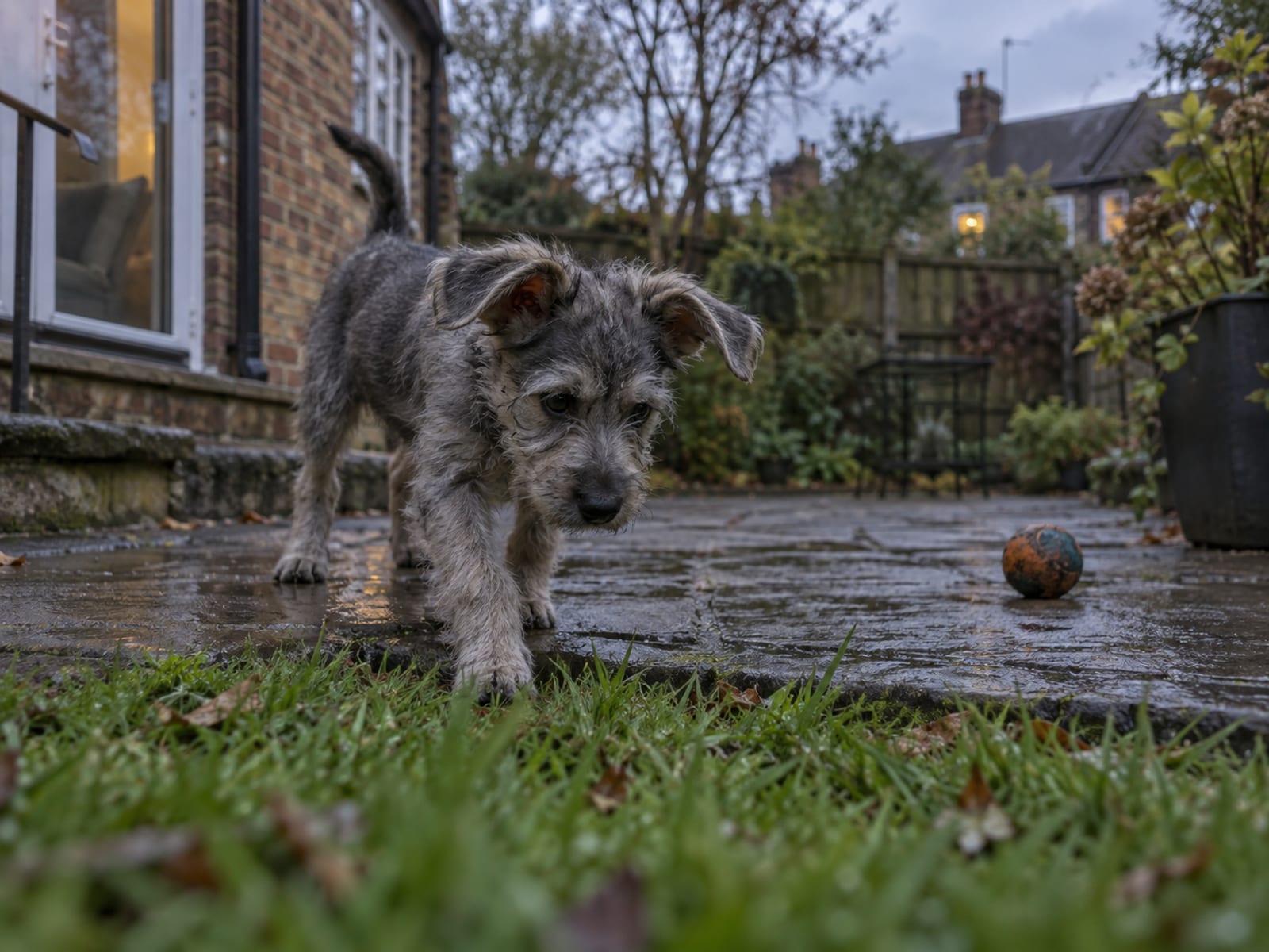 What to set up with two puppies in the first week