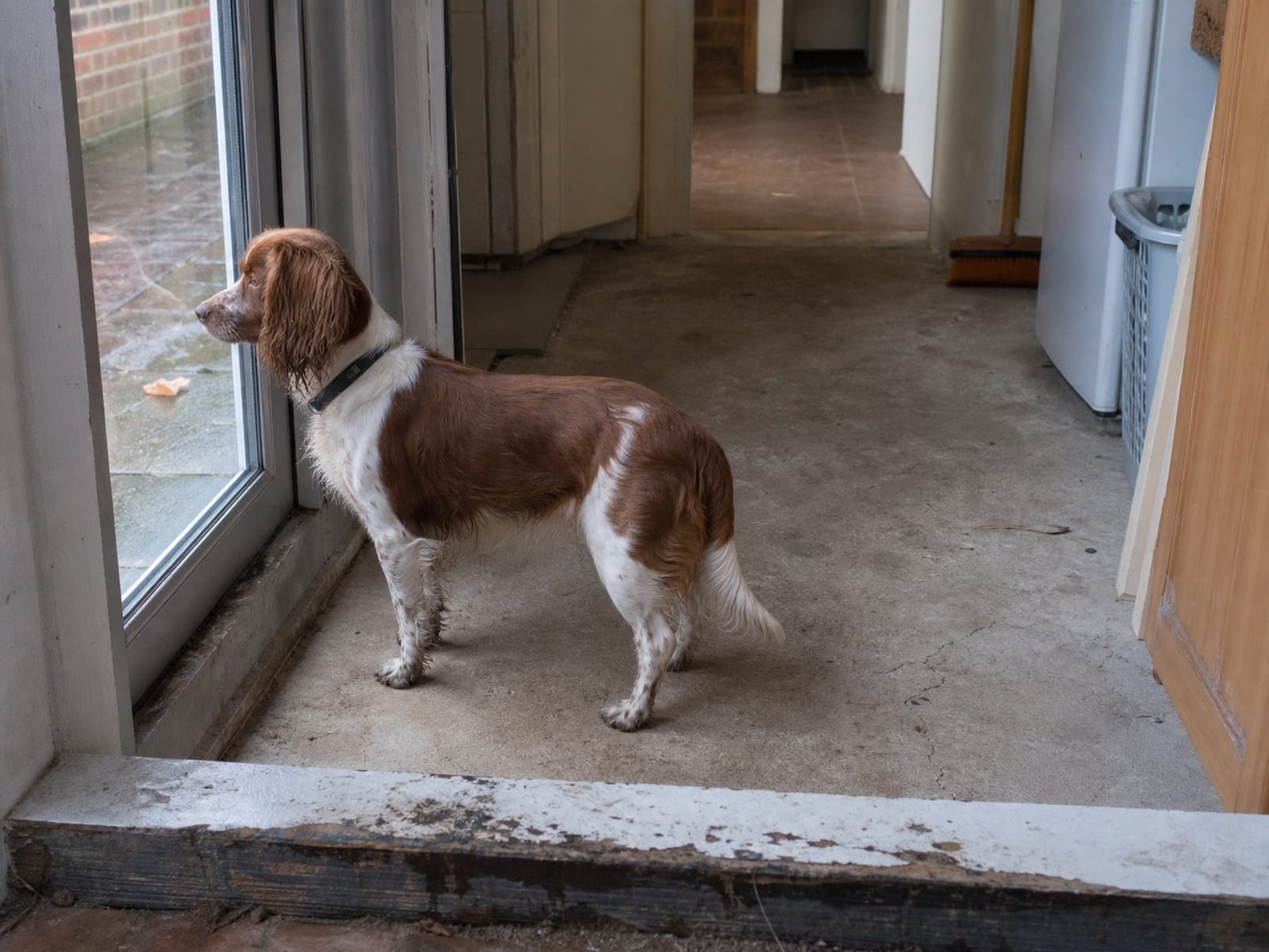 Special Considerations for Aggressive Dogs