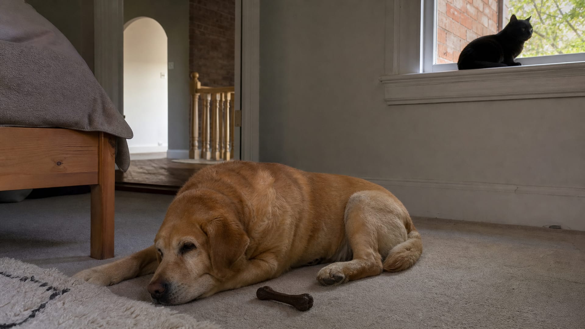 Furry Feuds: Managing Dog Aggression in Multi-Pet Households