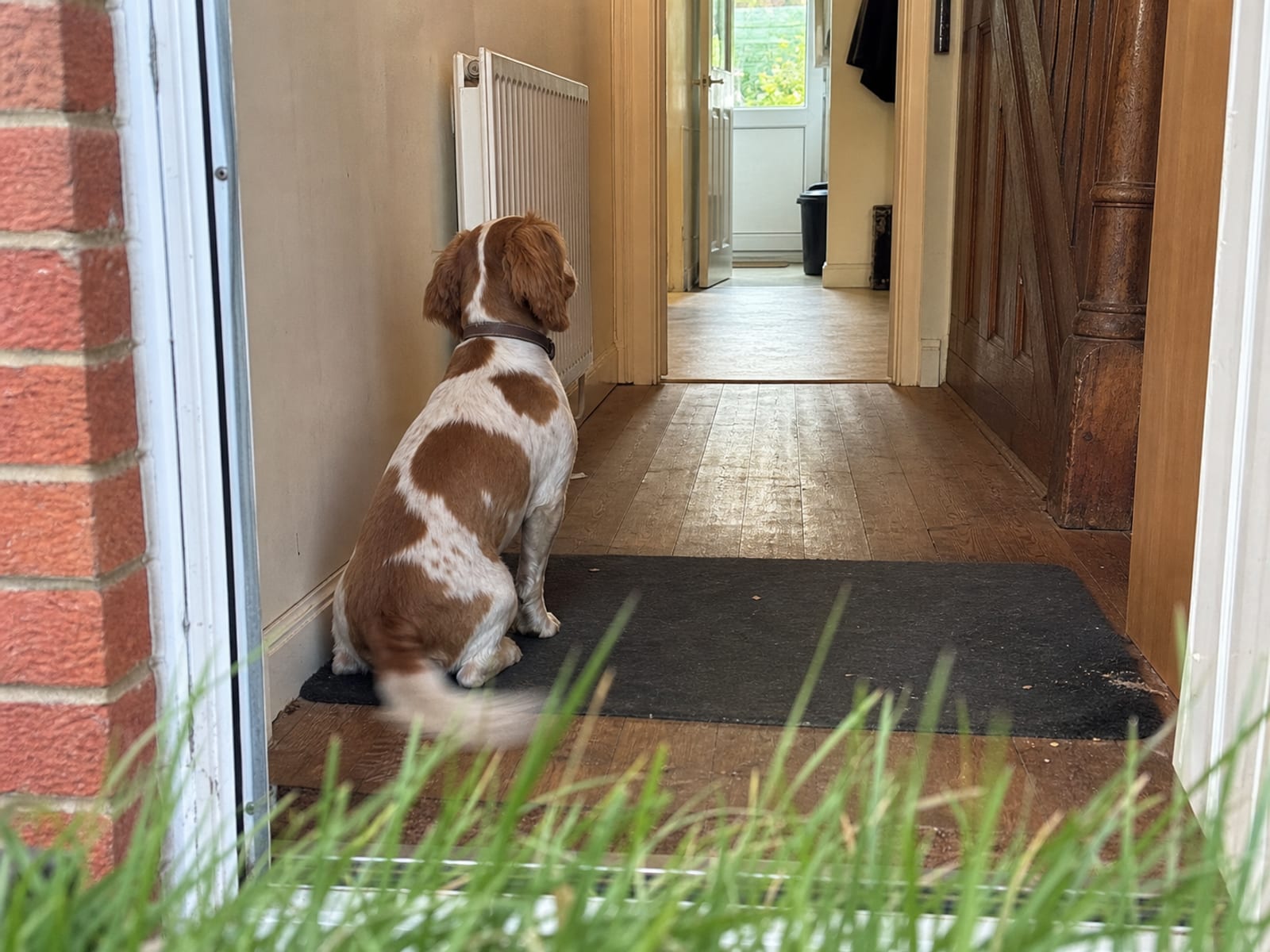 Challenges of Service Dog Training in Baltimore