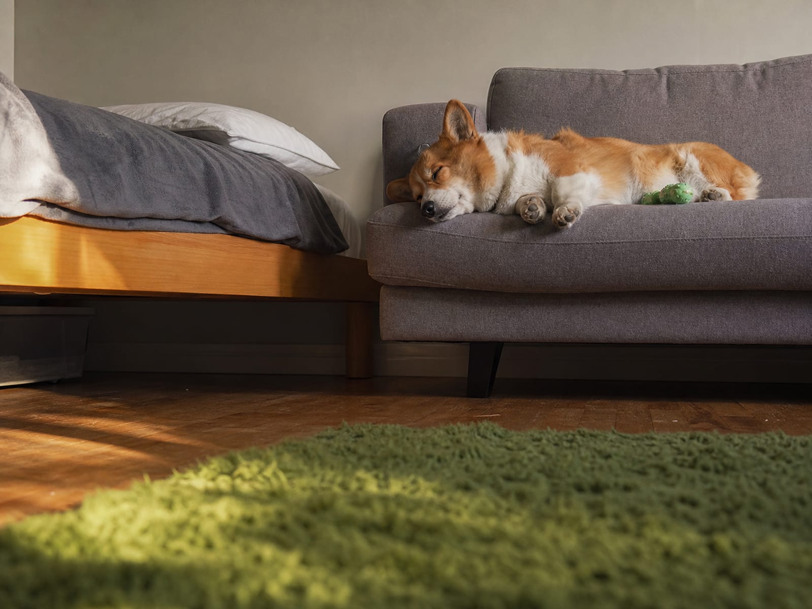 How DW Dog Training Can Help