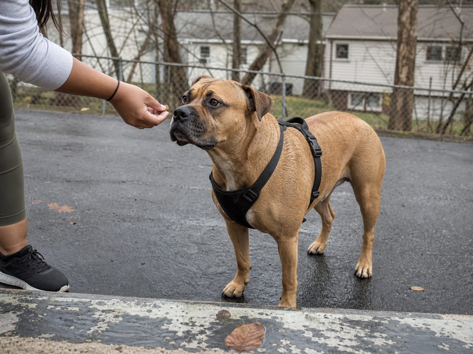 Benefits of Off-Leash Socialization for Reactive Dogs