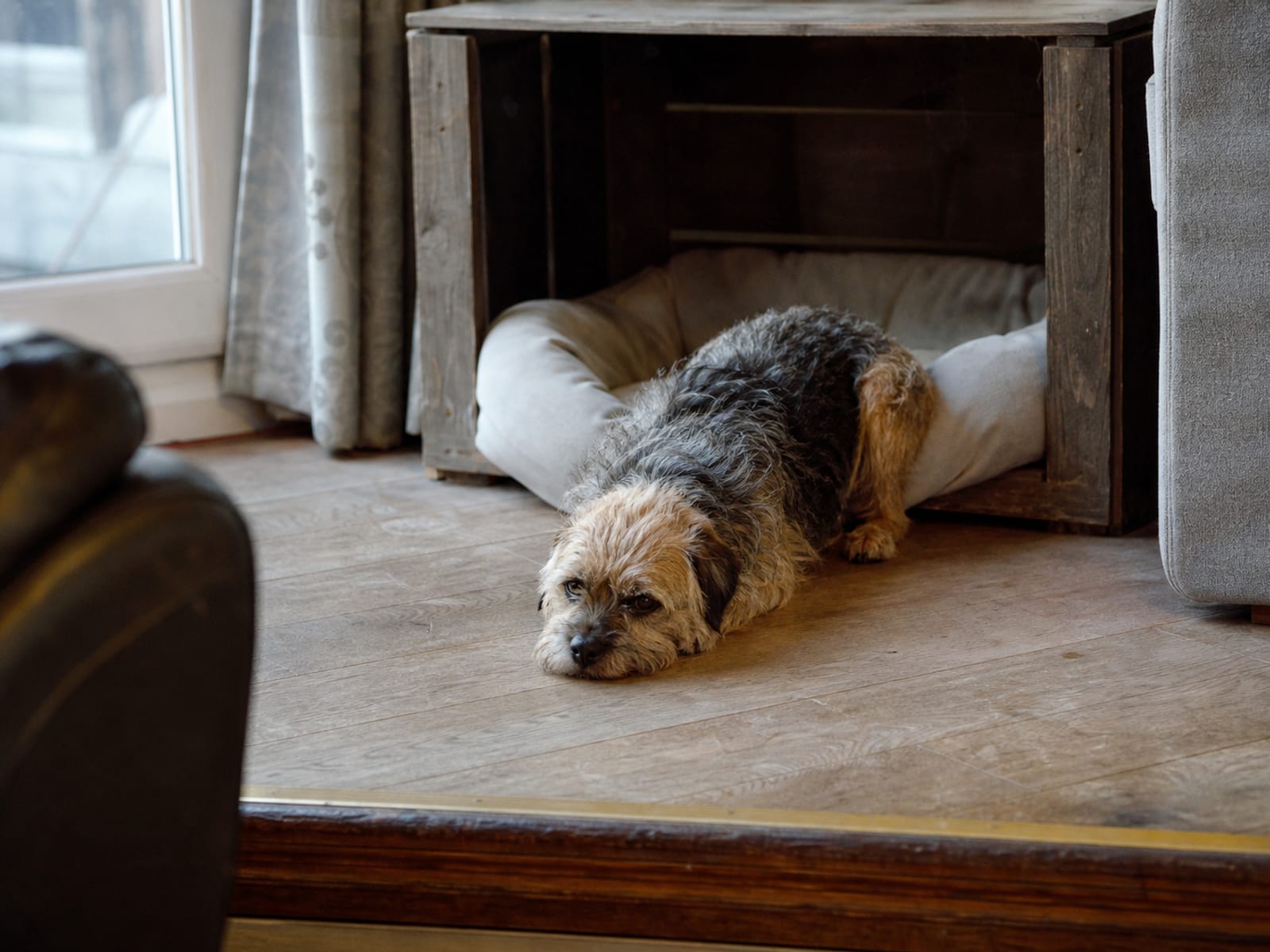 Split illustration comparing normal dog behavior versus pain-induced behavioral changes