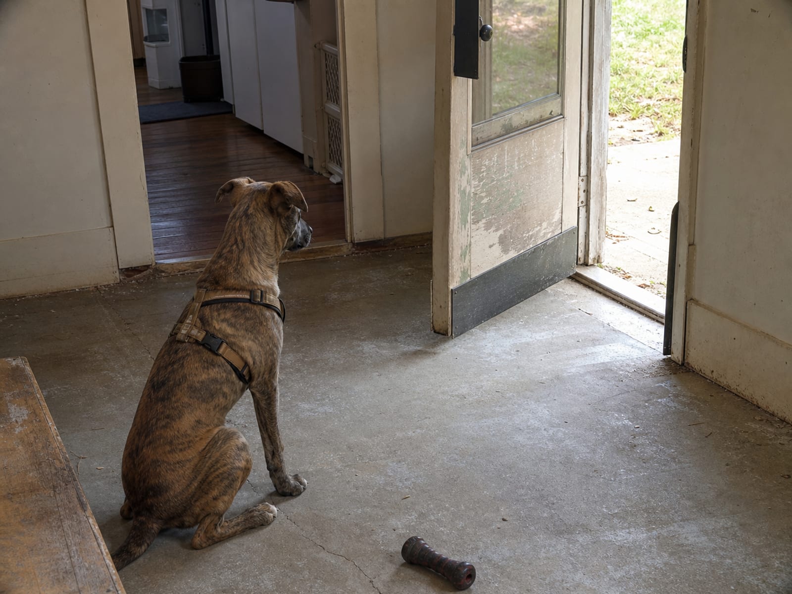 Effect Of Lack Of Socialization On Aggressive Rescue Puppy Behavior