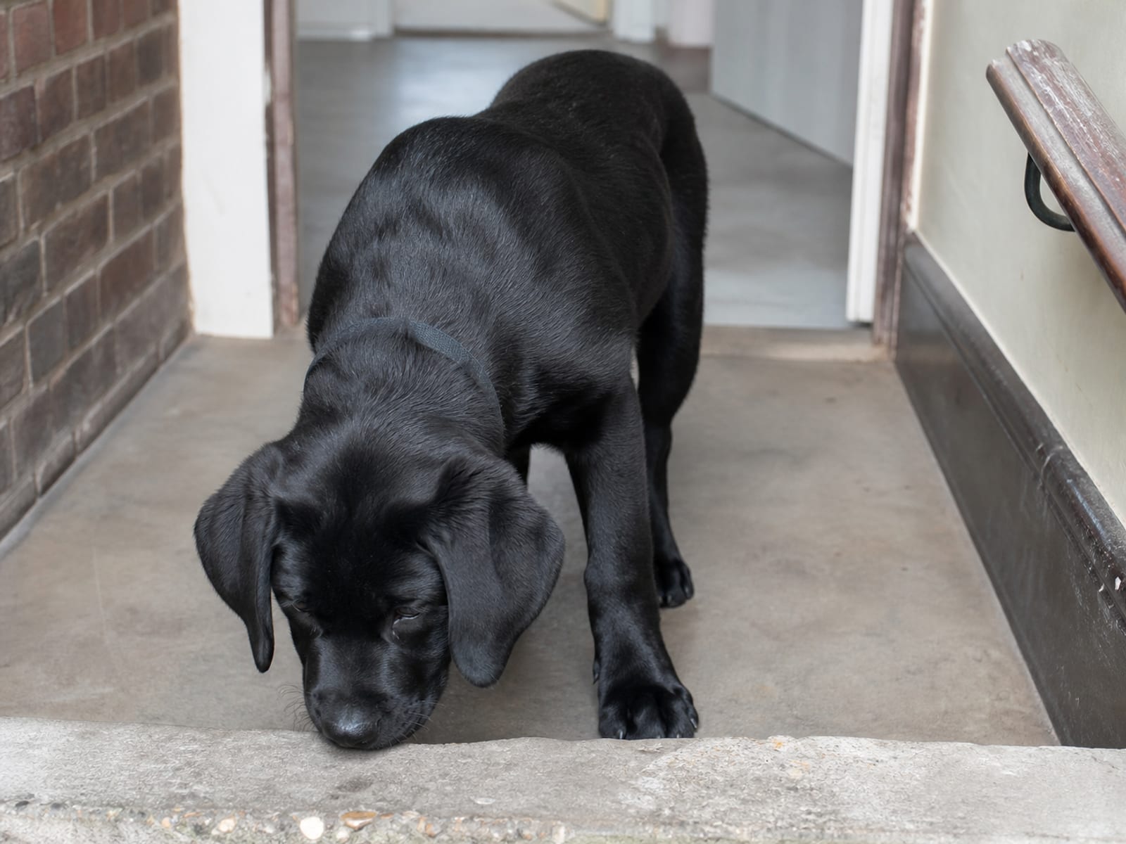 How To Stop Possessive Aggression In My 3 Month Old Puppy