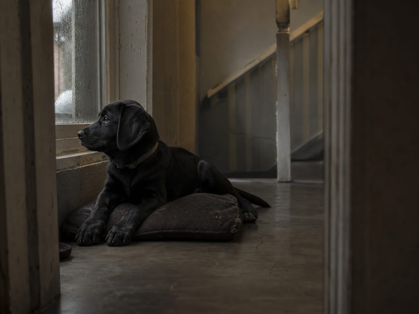 Aggressive 4 Month Old Puppy Behavior Training Help