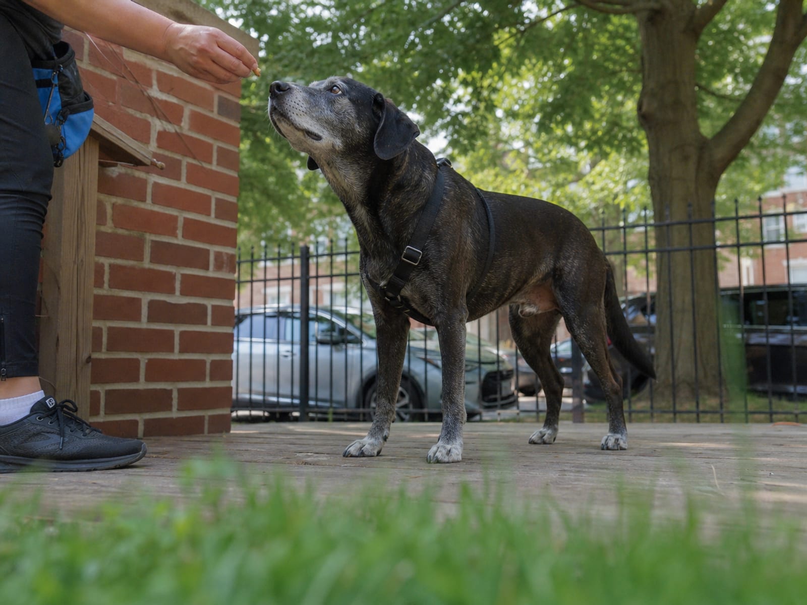 The Benefits of Protection Dog Training