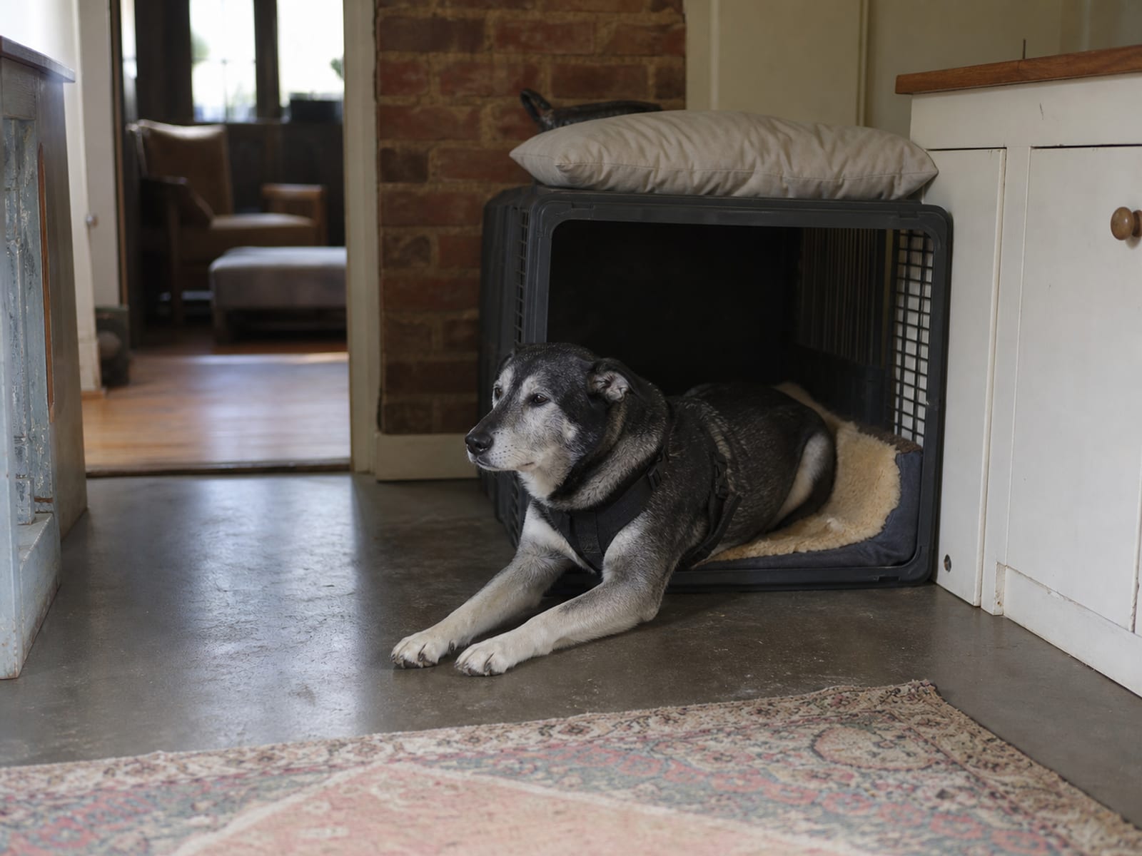 Key Elements of Protection Dog Training
