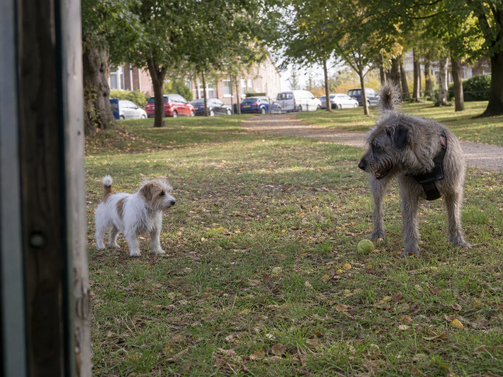 Finding the Right Puppy Class Fit