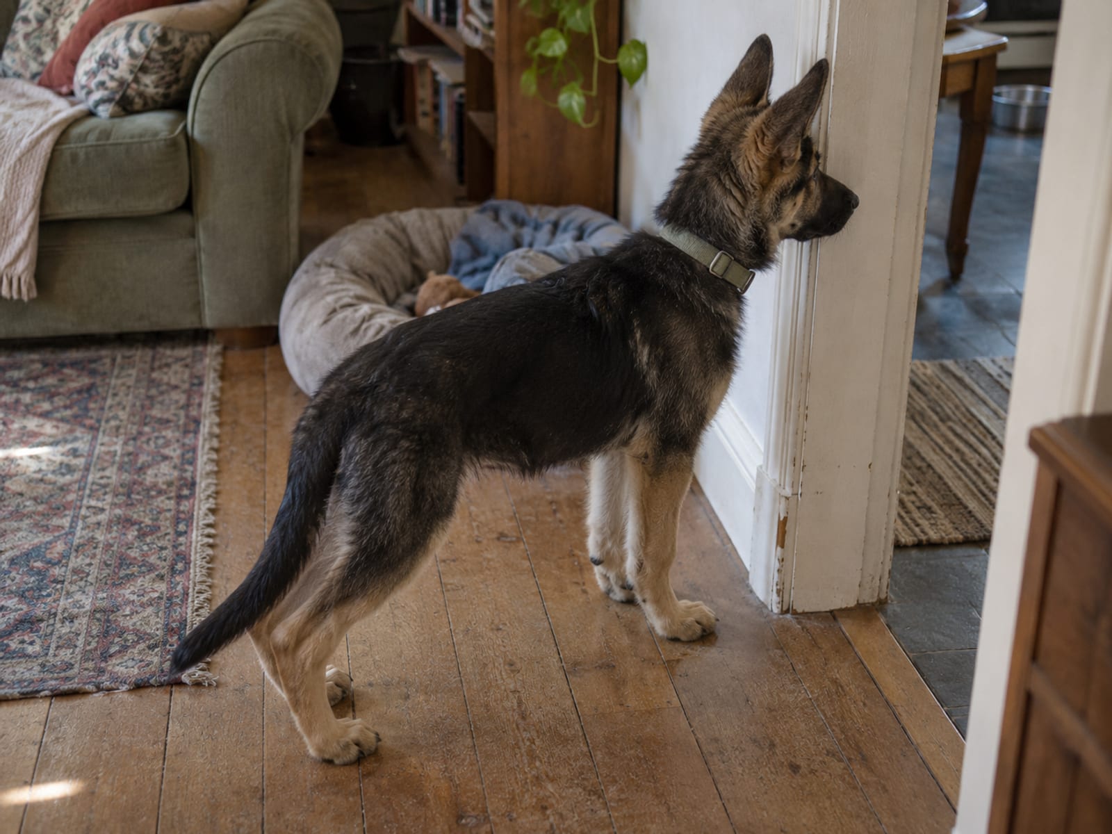 Teaching a puppy to soften its bite