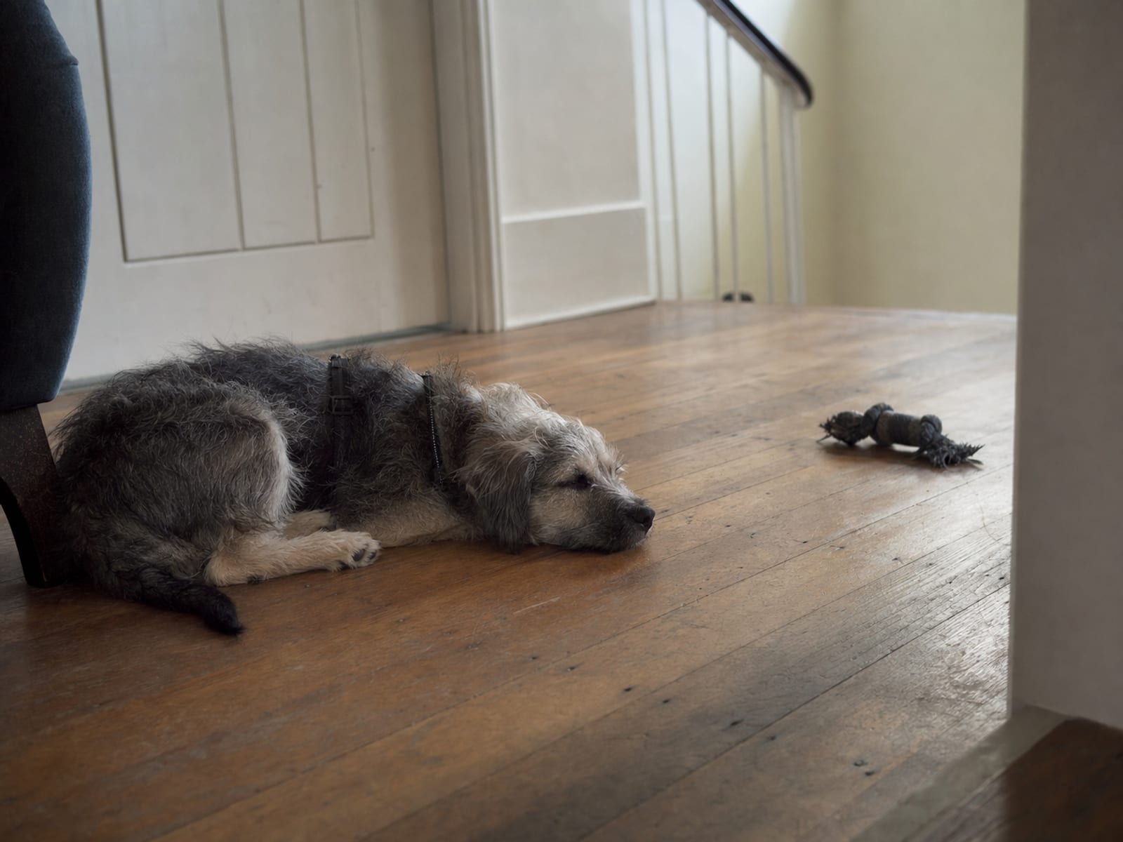 Things You Should Look For When Checking Over Your Pet Daily