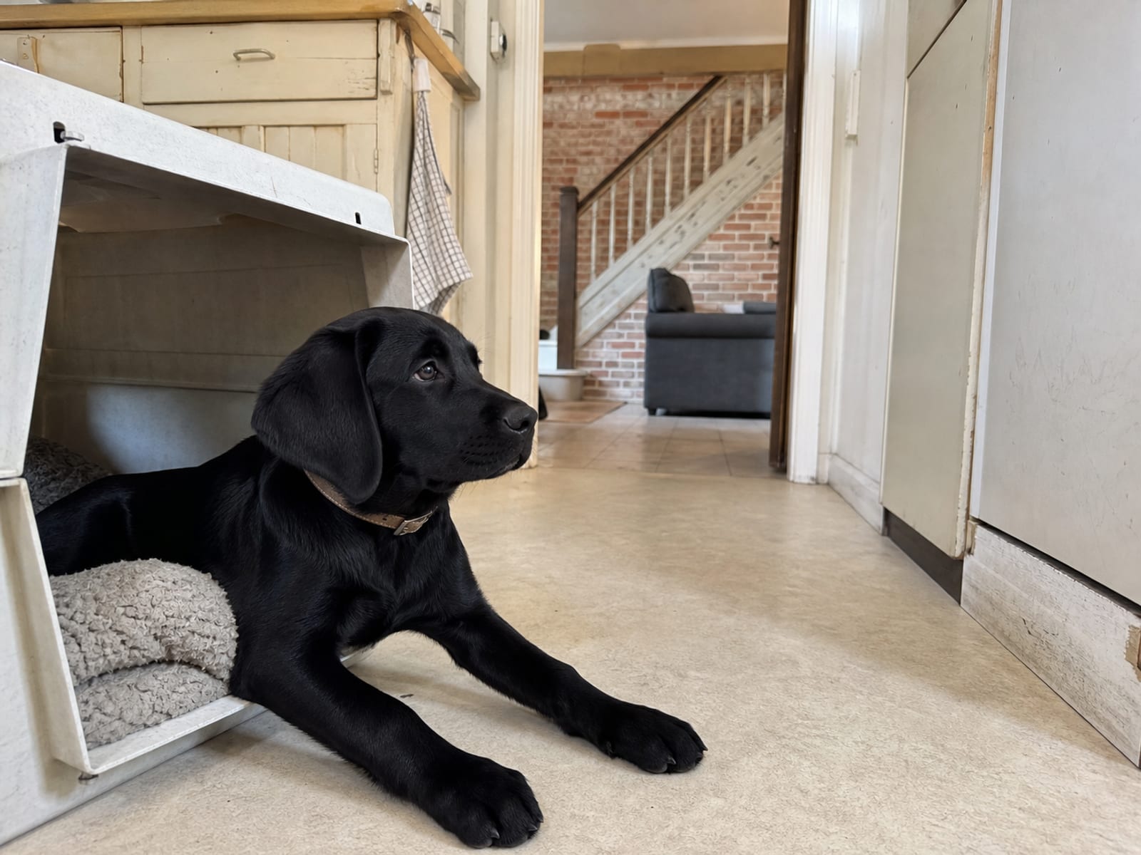 Puppy Training Near Me in Baltimore Maryland