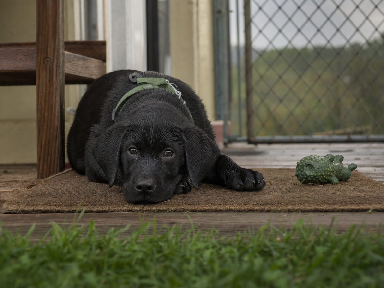 Board Certified Veterinary Behaviorists Baltimore MD