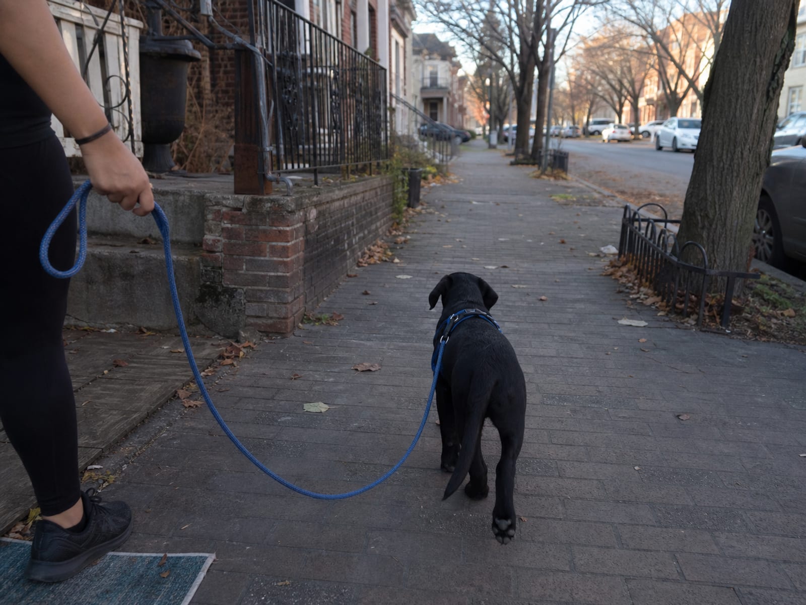 Dog Behavior Specialist Baltimore