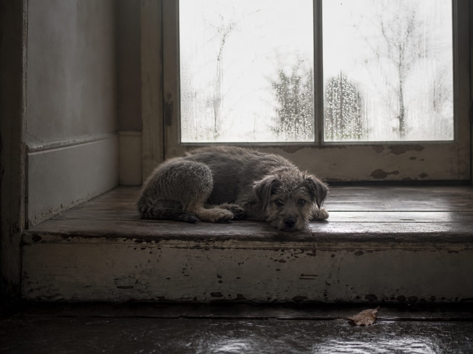 Best Dog Trainers For Aggression Issues Baltimore