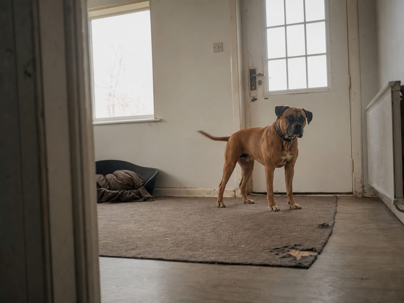 The Root Causes: Why Some Dogs Are More Prone