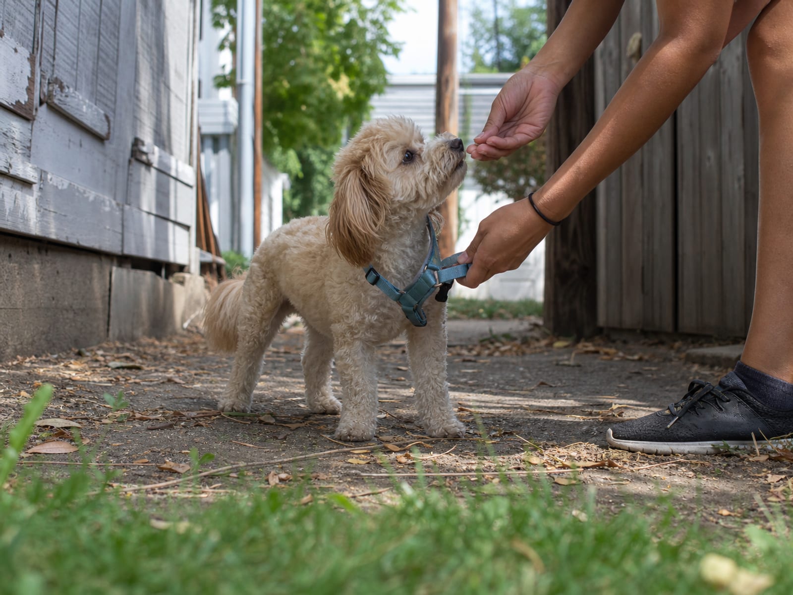 Dog scent triggers management using pheromone therapy to reduce aggression