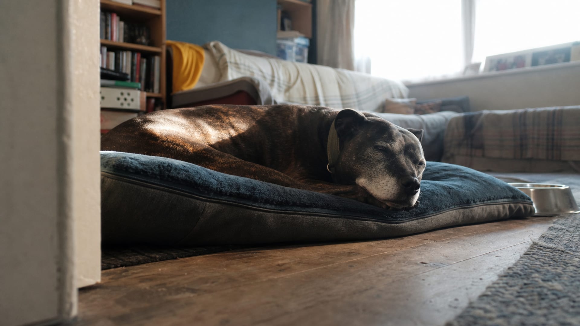 Golden Years, Grumpy Days: Addressing Aggression in Senior Dogs