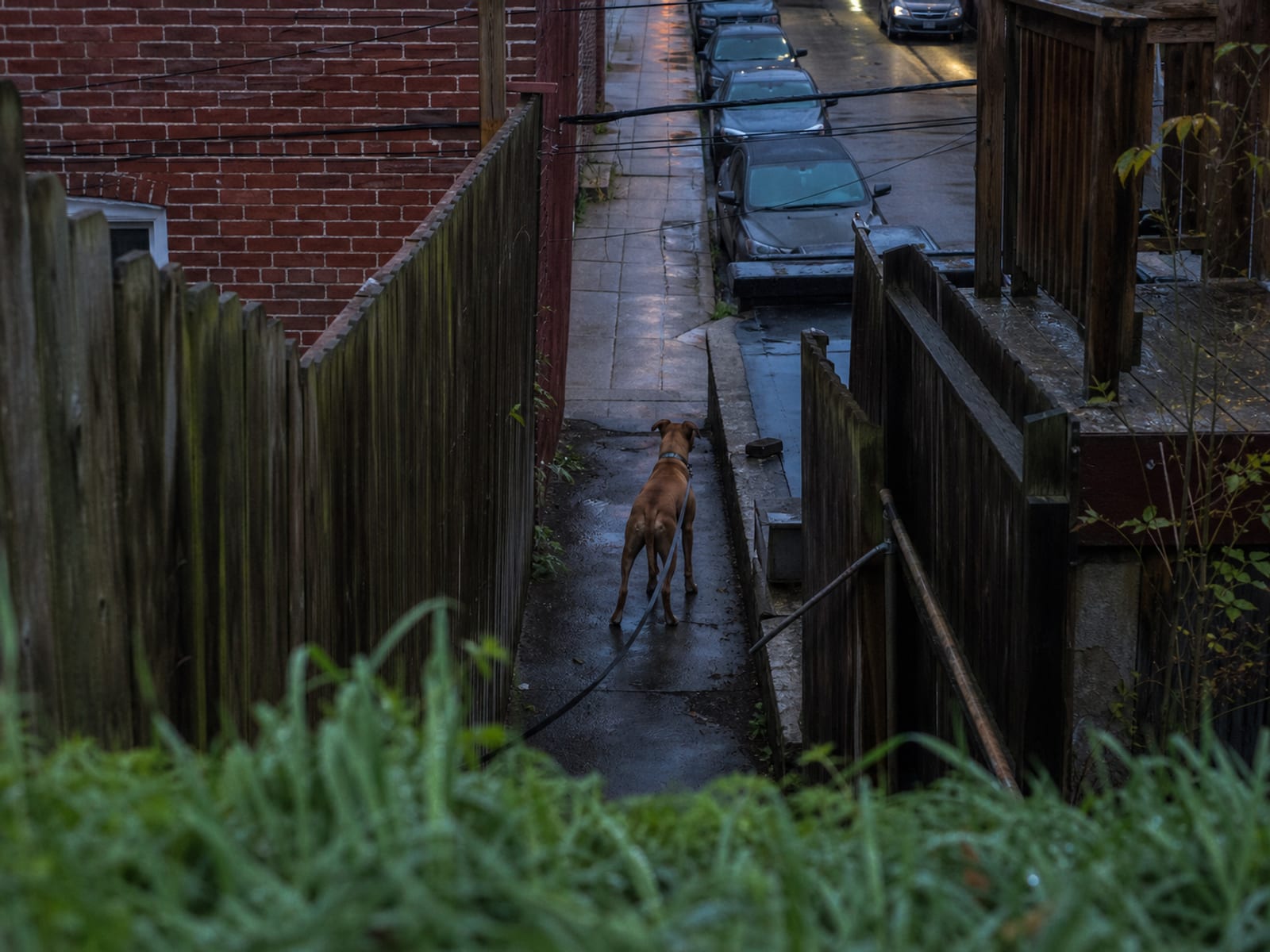 A Digital Illustration Of A Dog Joyfully Running Back To Its Owner Upon Hearing The Come Command