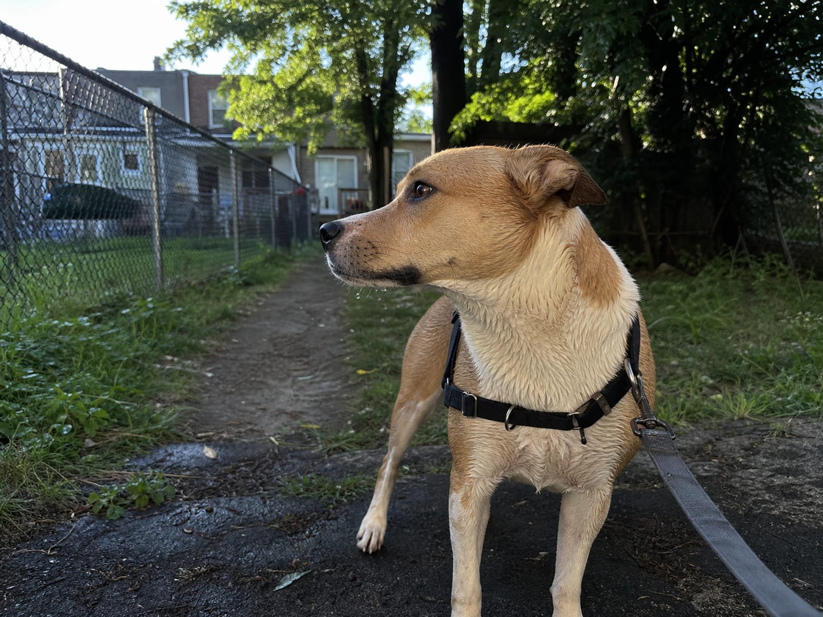 Flat scene of a dog immediately stopping its behavior as its owner firmly says no.