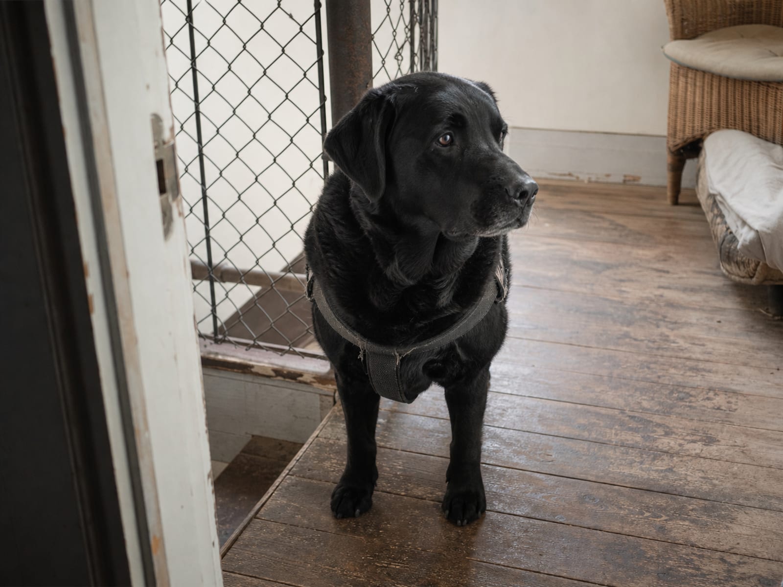 Flat concept of a dog with all four paws on the floor, refraining from jumping or climbing furniture.