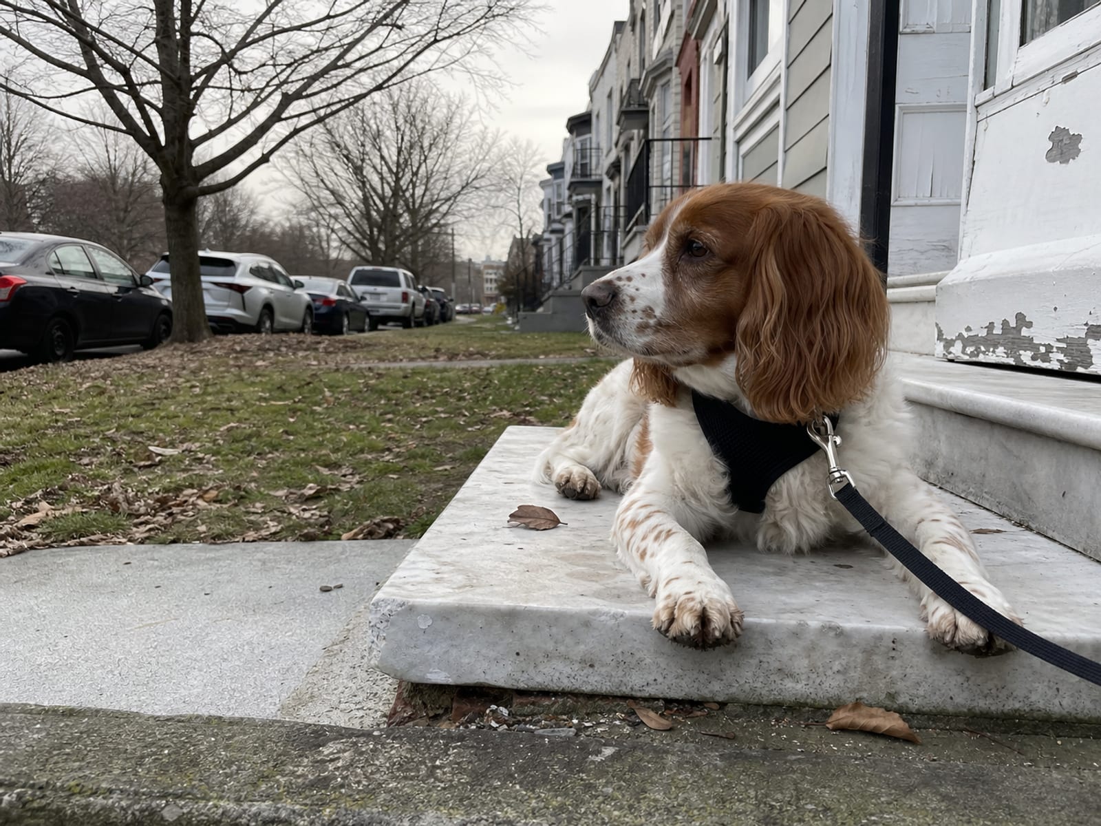 A Digital Illustration Of A Dog Waiting Patiently In Place While The Owner Gestures For It To Stay