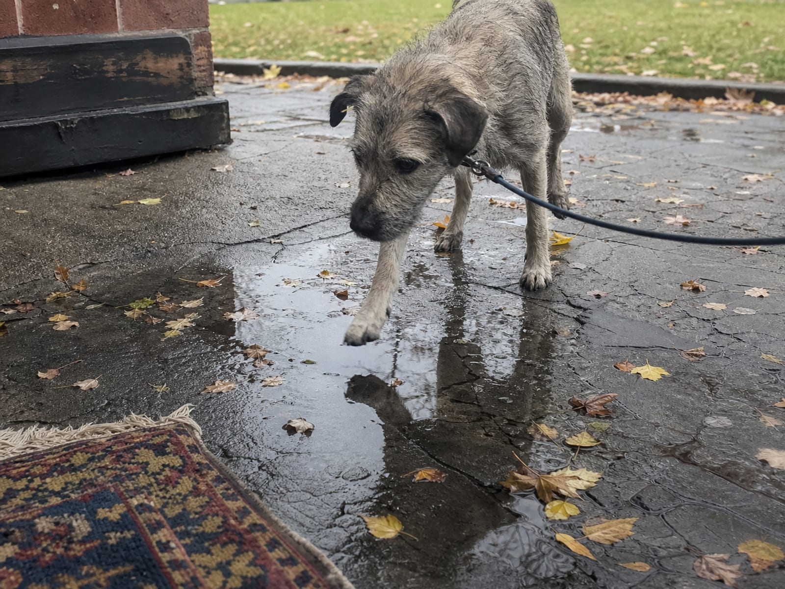 Flat illustration of a dog waiting at a door or threshold, looking up for the owner's next command.