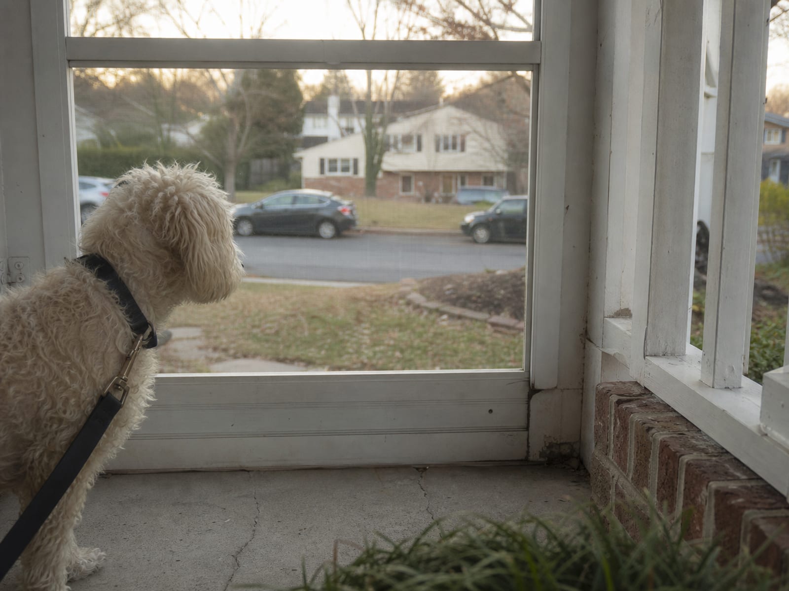lat scene of a dog curiously looking at a toy or food but choosing to ignore it on command.
