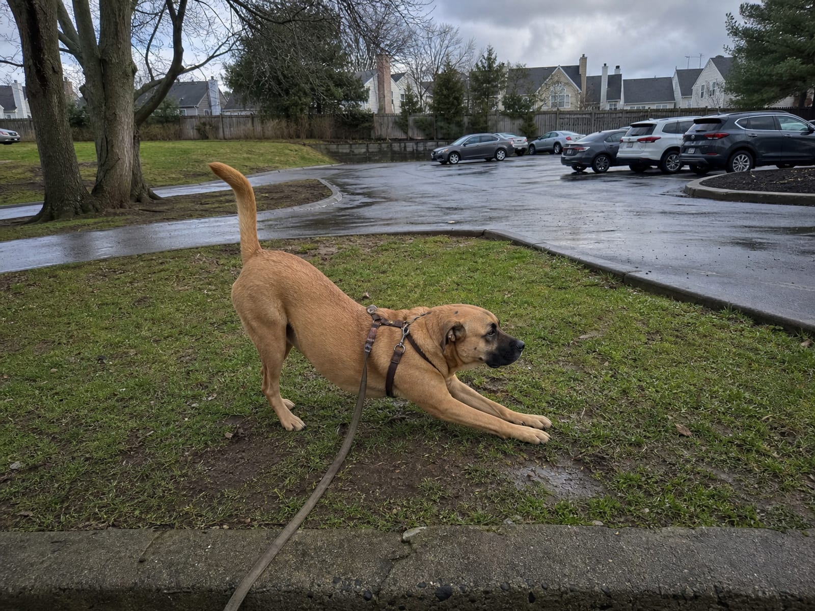 Environmental Management for Territorial Dogs