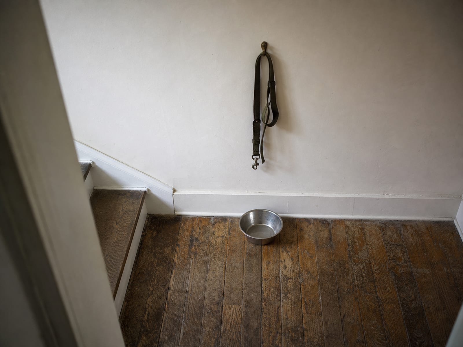 Visualizing Hormonal Changes Post-Neutering