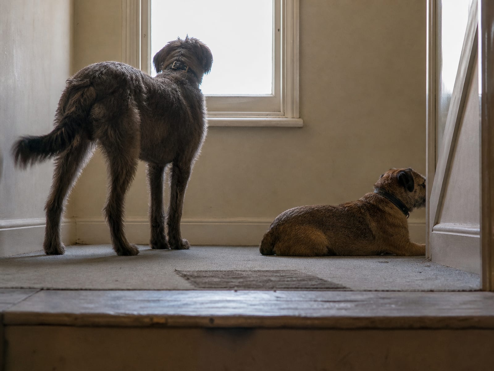 Characteristics of the Top 10 Most Popular Dog Breeds