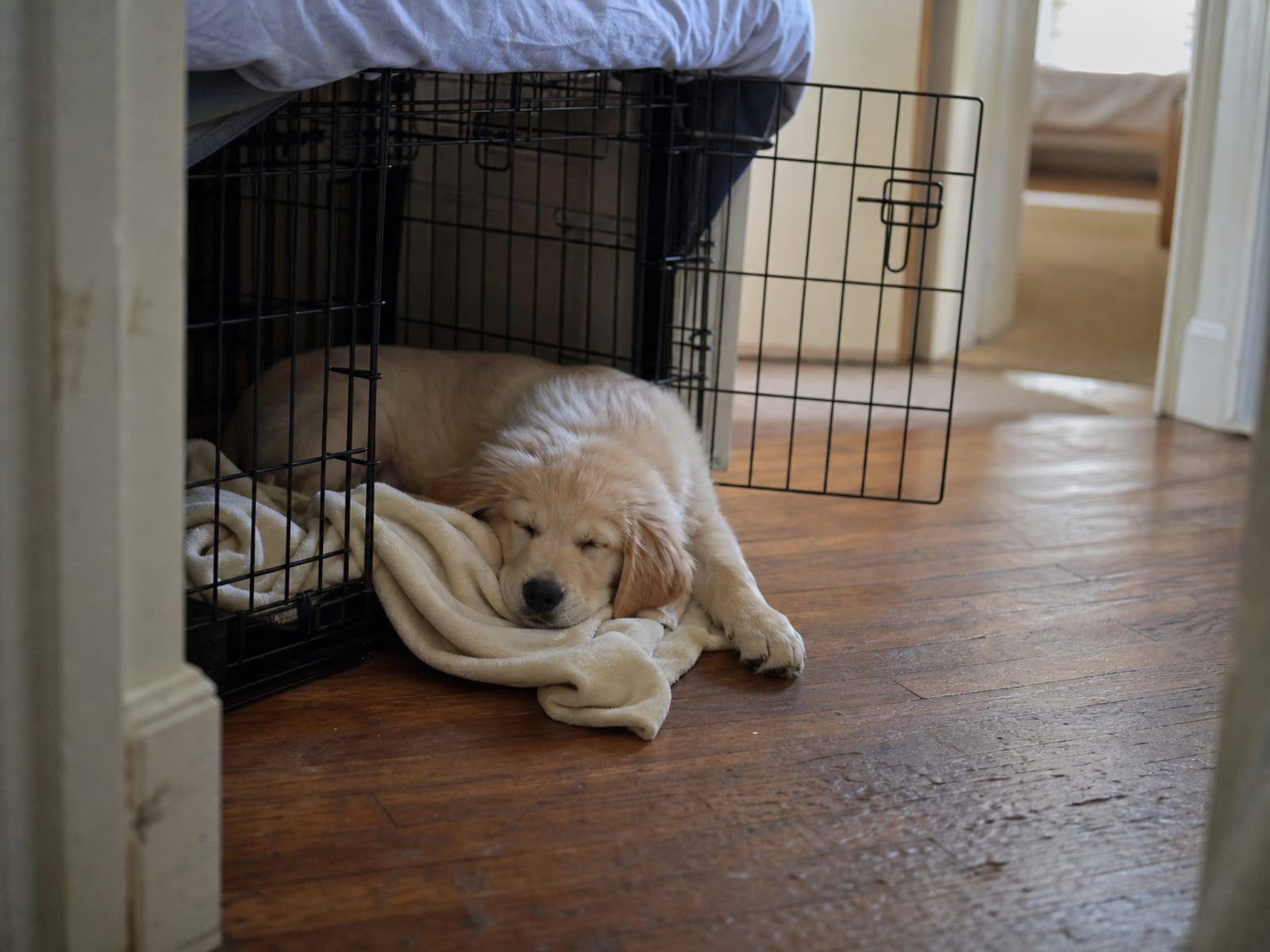 How to Choose the Right Breed for Your Lifestyle