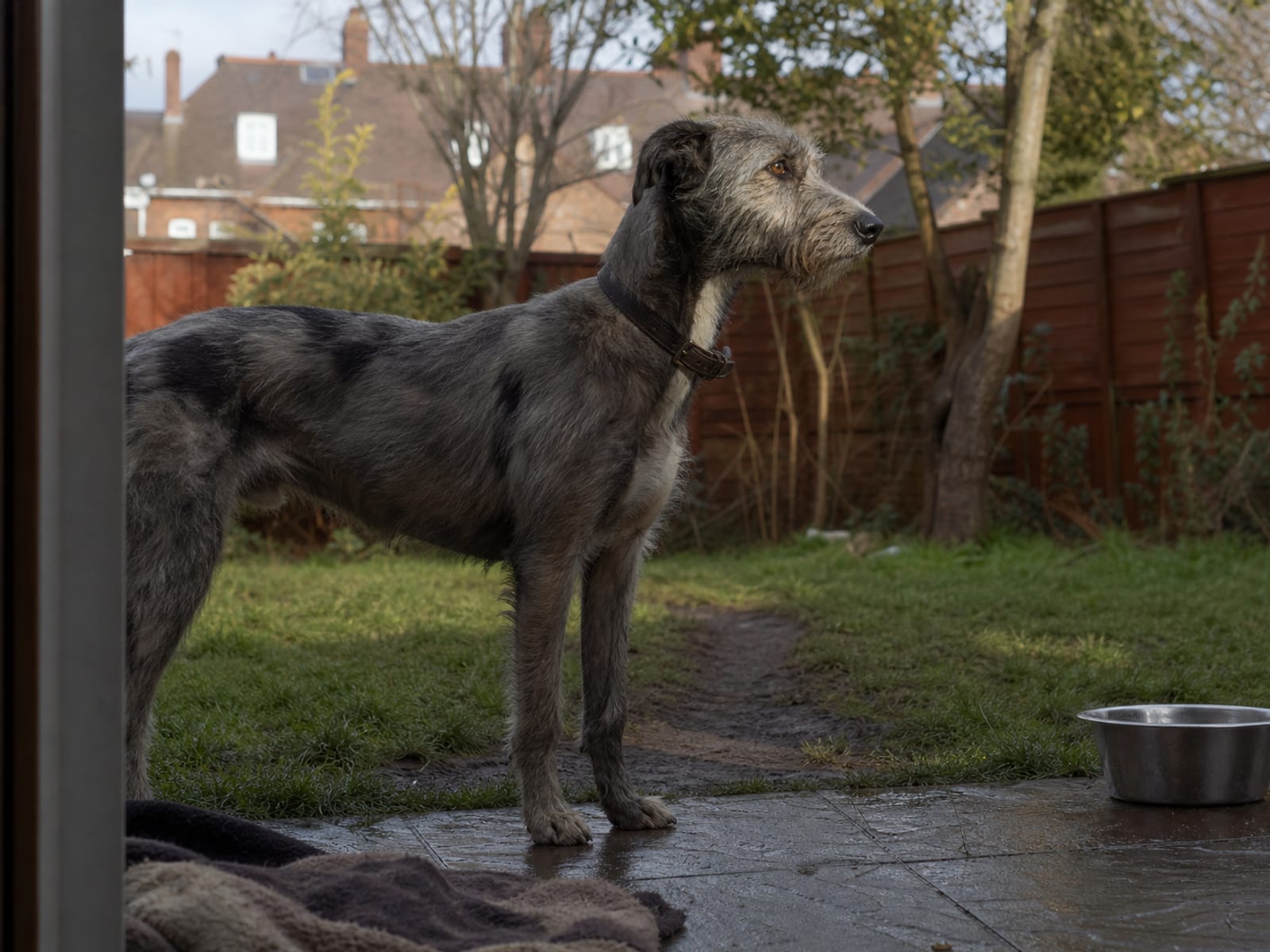 Preventing Aggression In Rescue Dogs With Proper Early Socialization