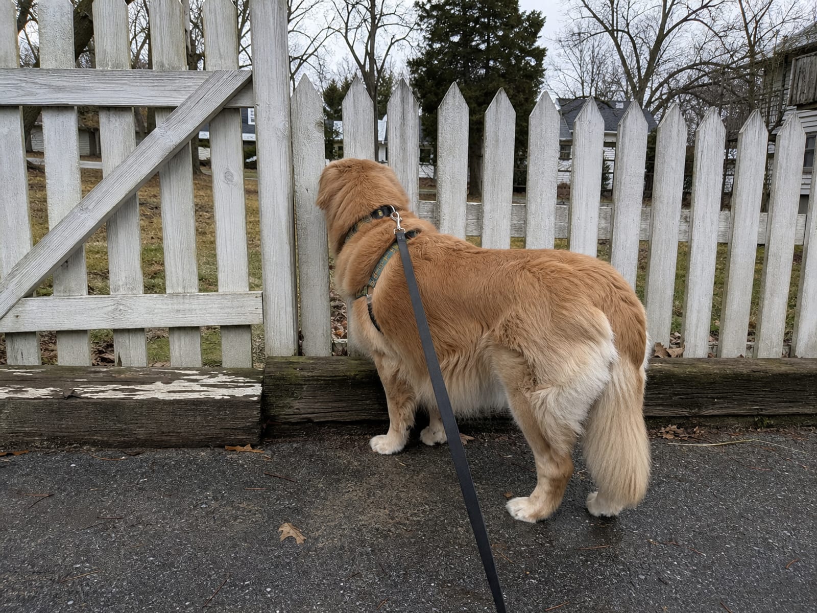 Timeline showing the typical adjustment period for a rescue dog