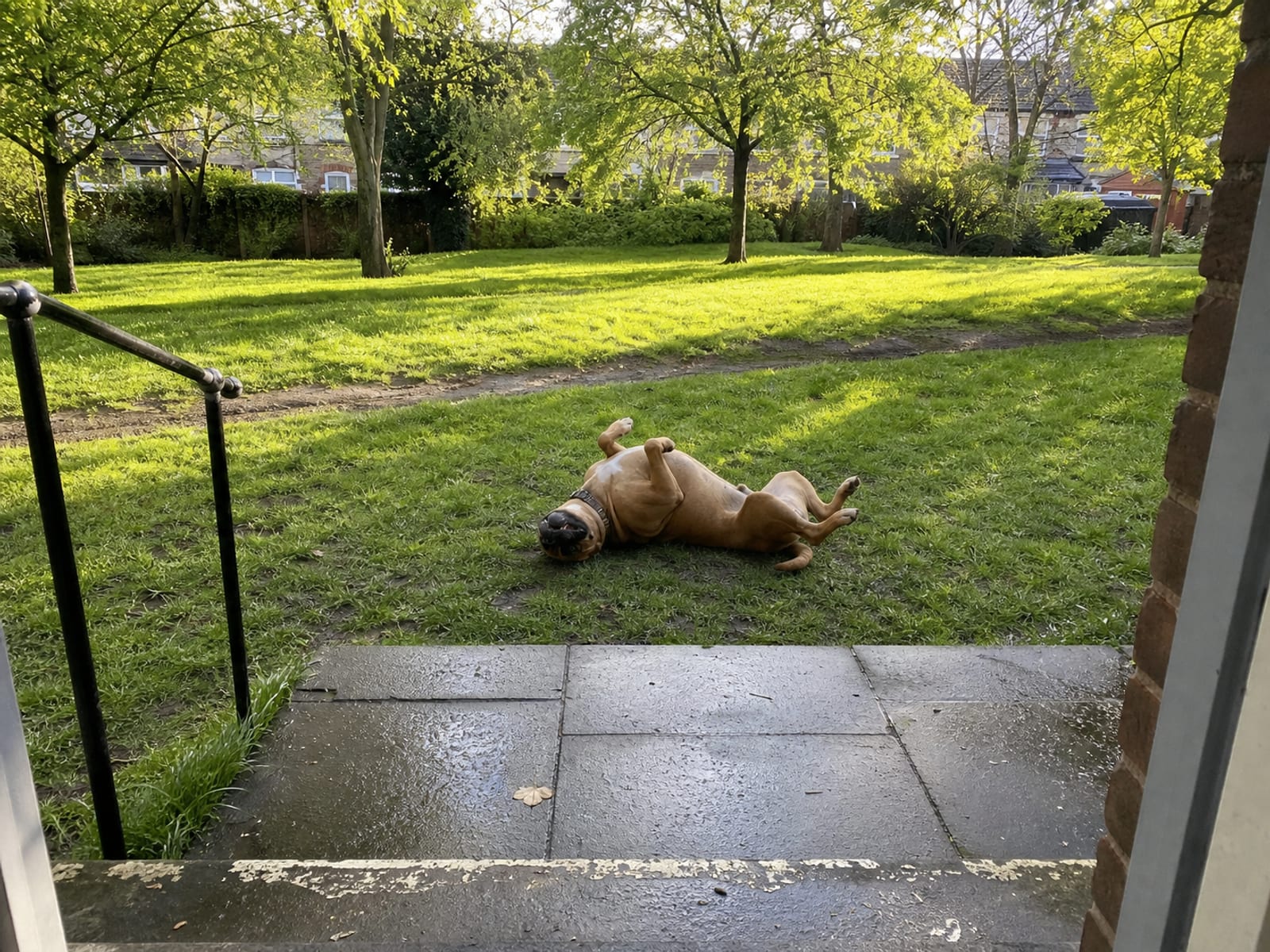 Learn How Dogs Communicate When Trying to Play