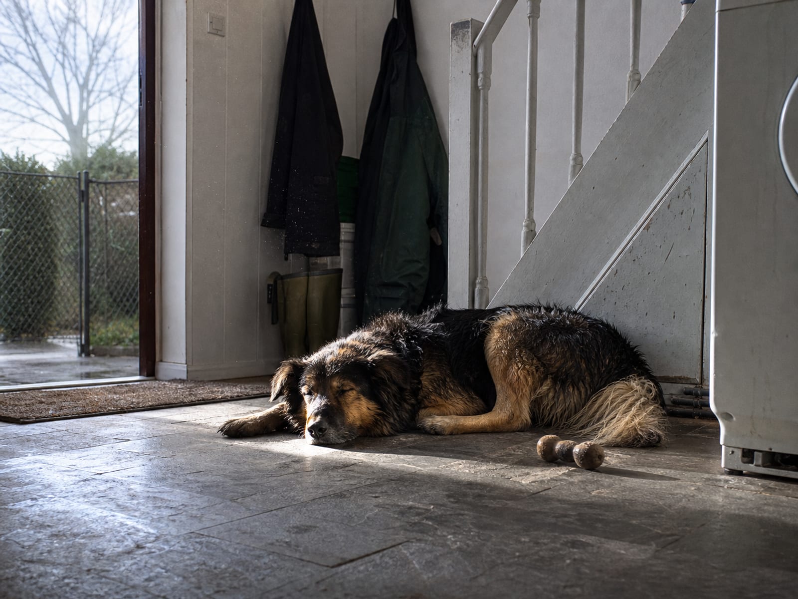 Learn How Dogs Show How Their Feeling With This Chart On Dog Posture