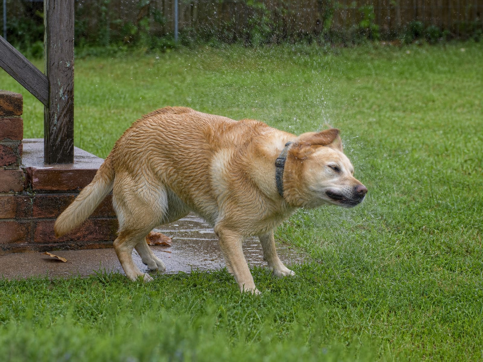 Learn How Dogs Commination with Sounds and Gestures