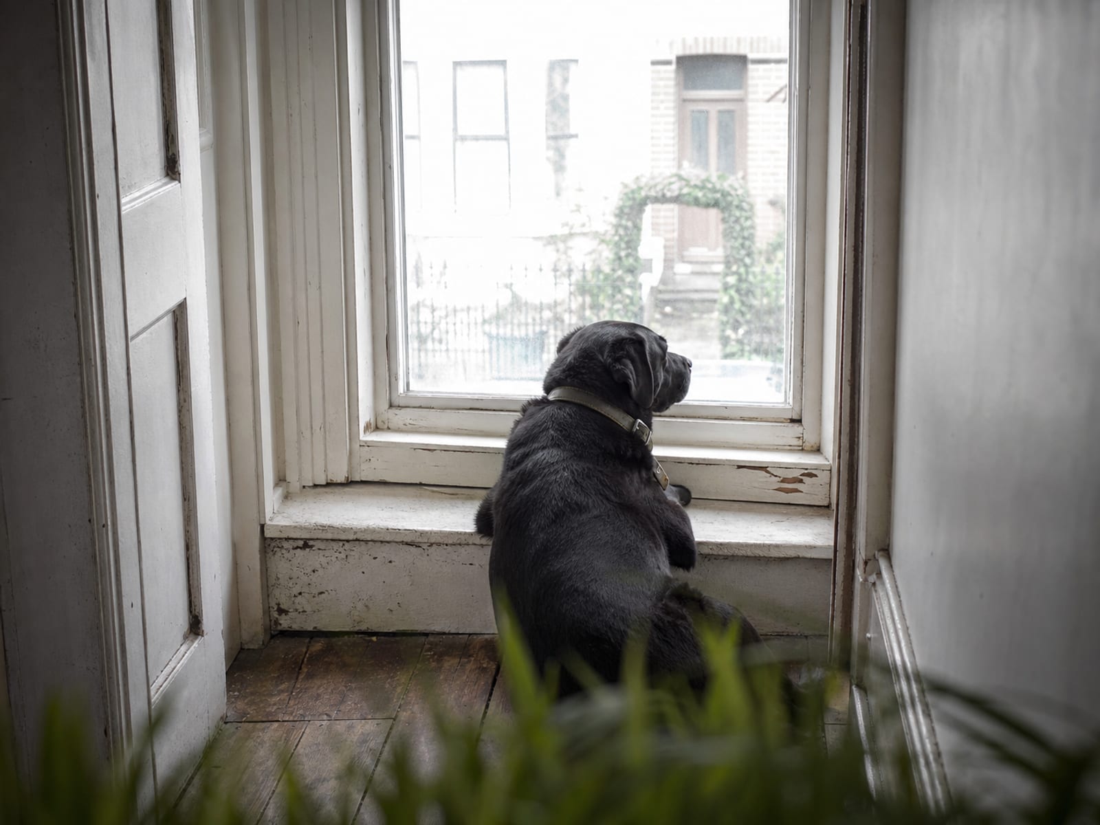 Learn About General Dog Communication Methods