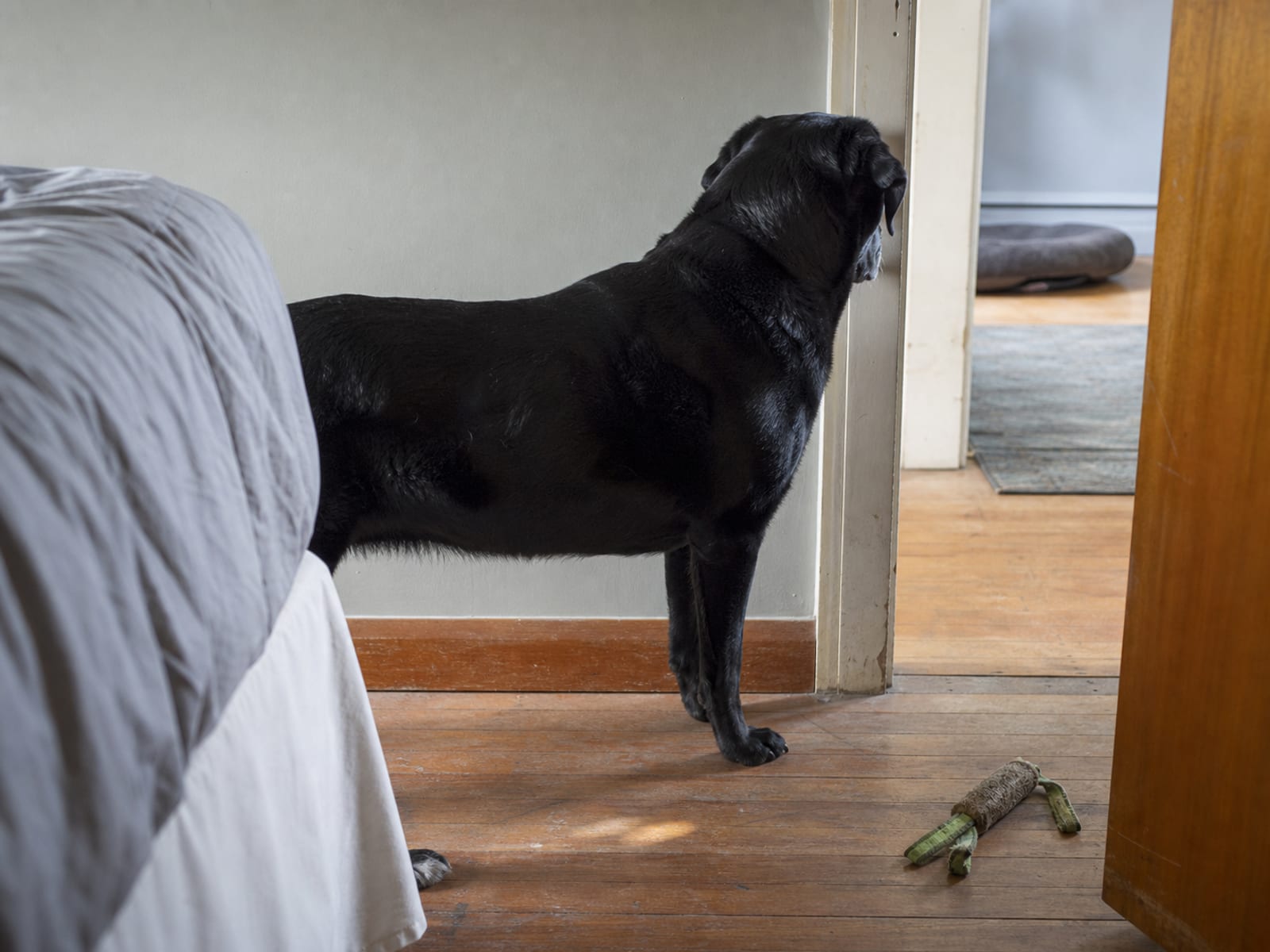 Learn How Dogs Communicate Through Different Types of Barking