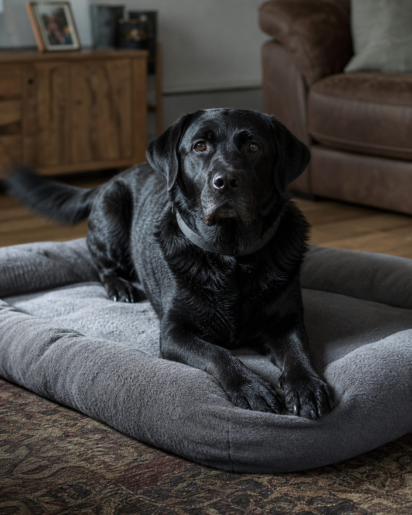 A dog lying calm on a bed in a family living room