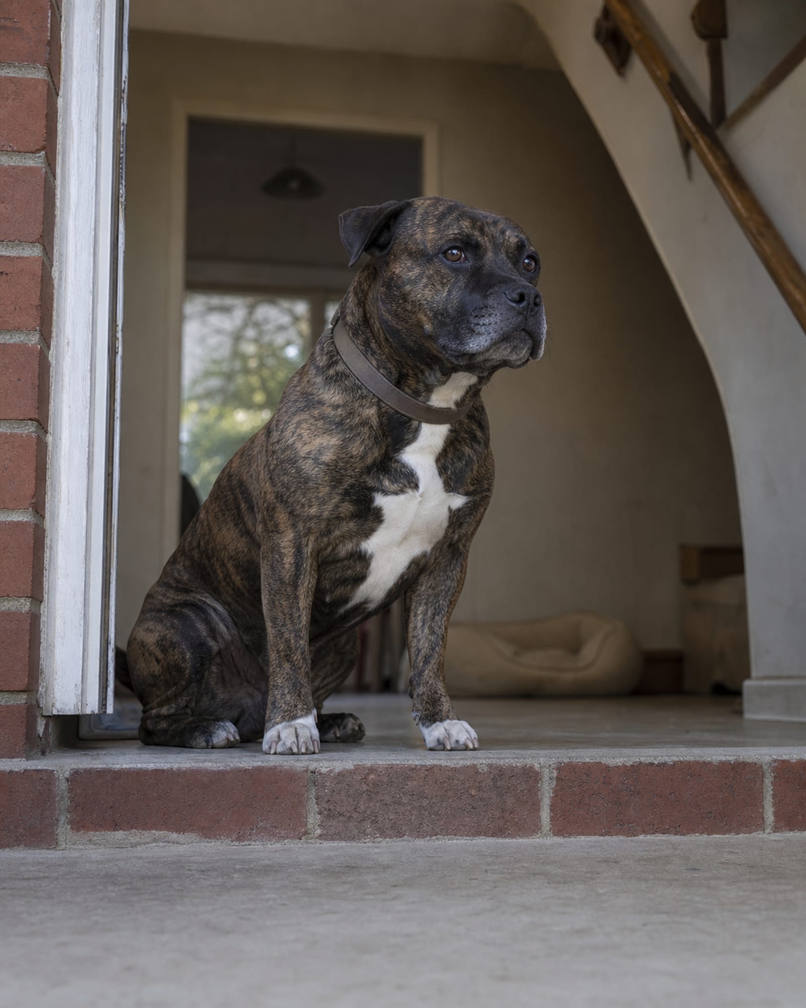 A dog sitting at a threshold waiting to be released