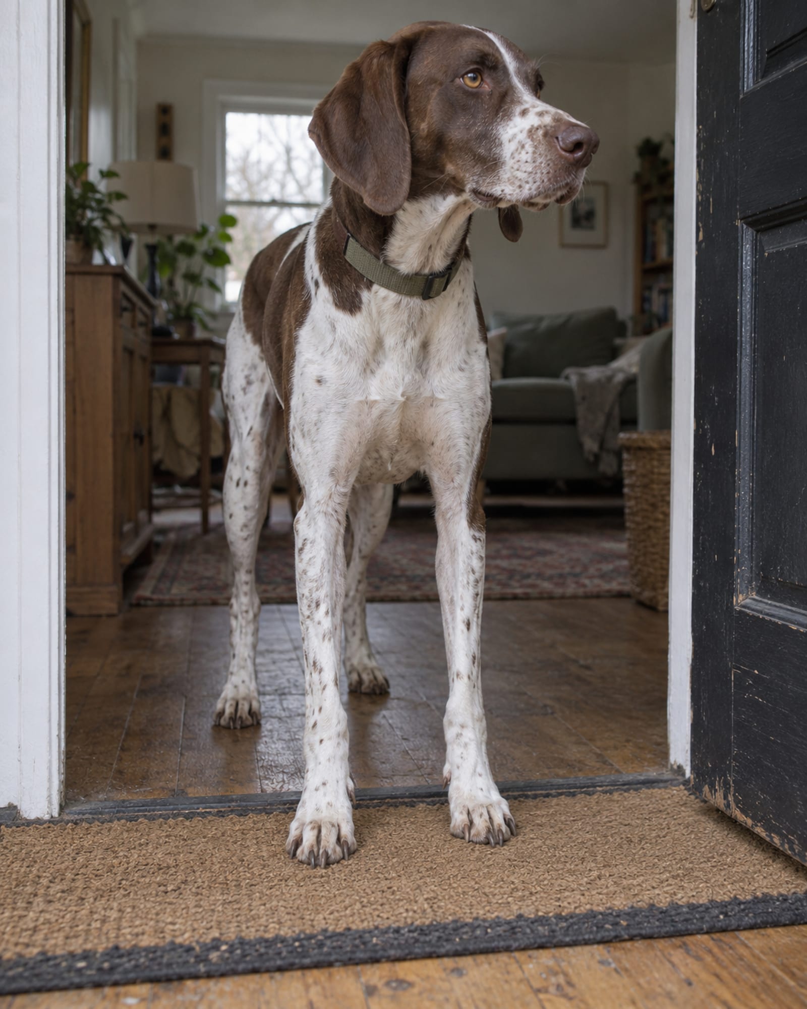 A dog settled on a mat in a doorway, room beyond