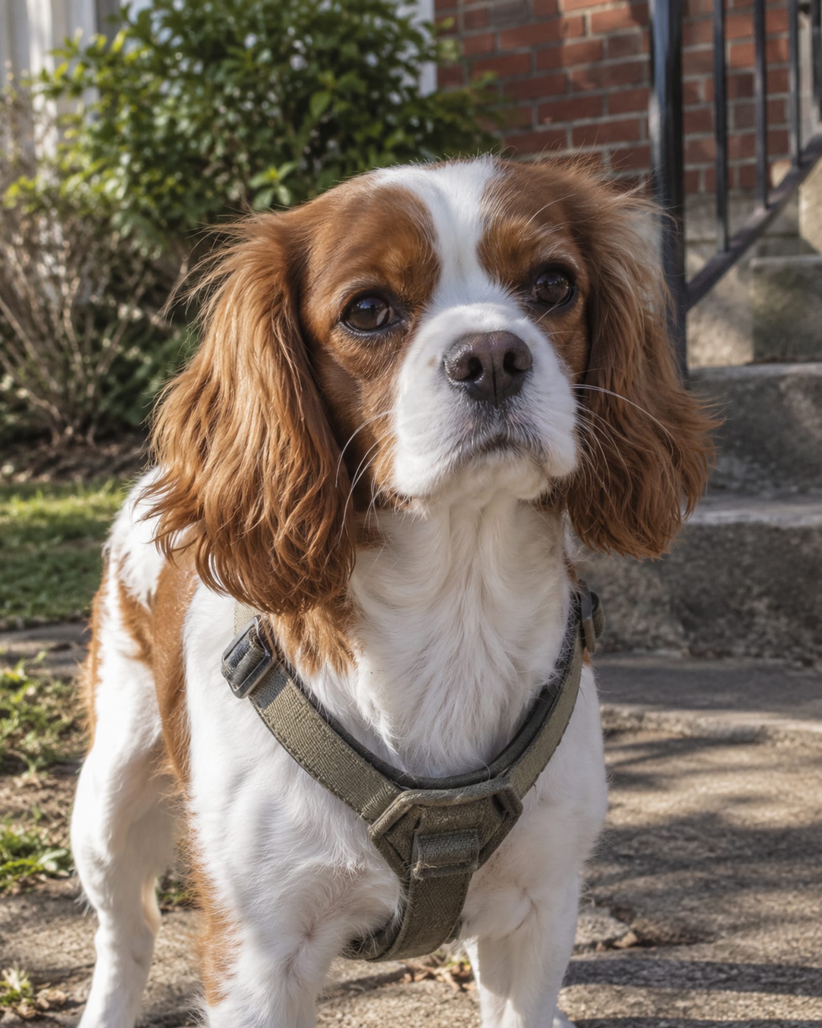 A tight portrait of a dog's head and shoulders, eyes soft and attentive