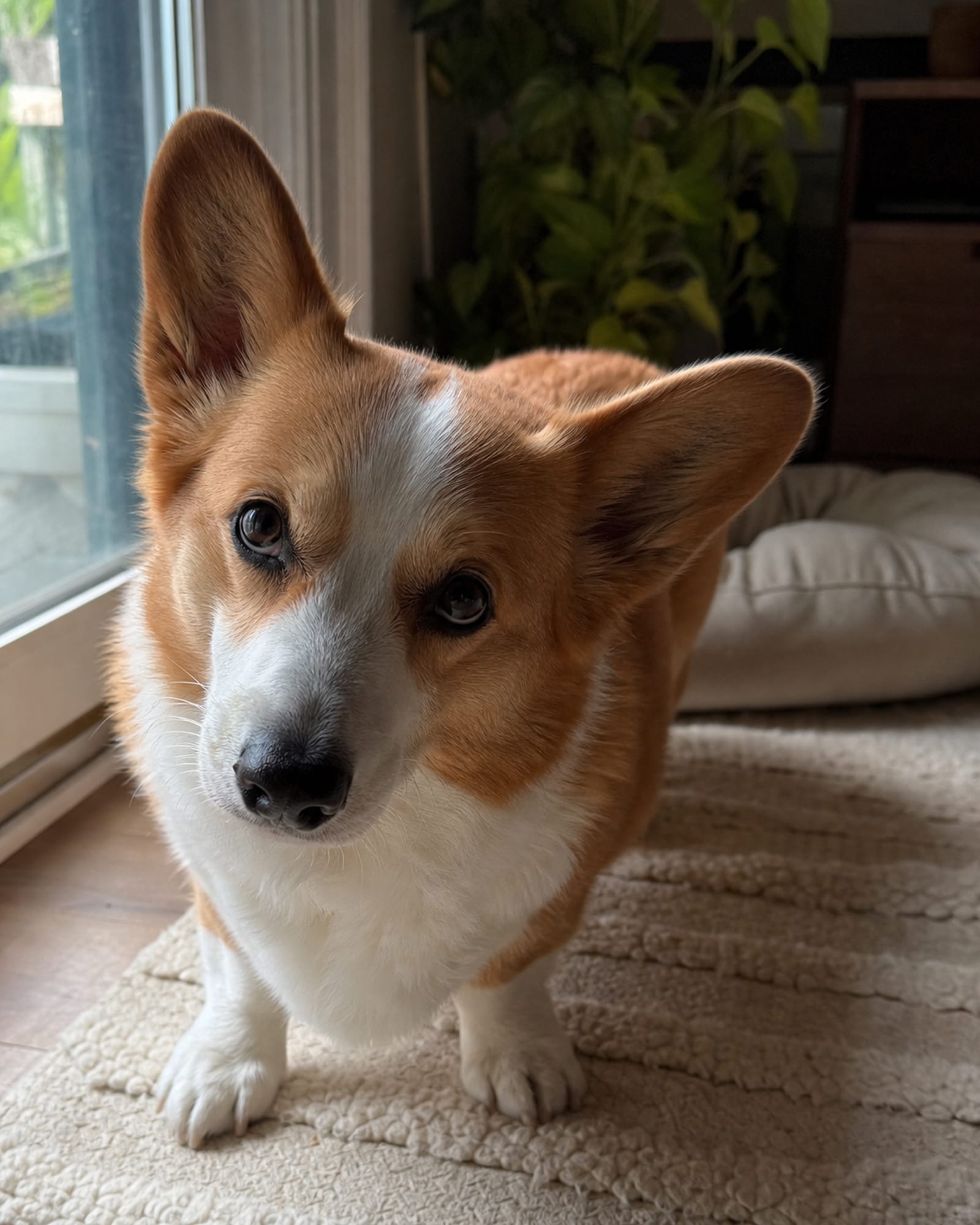 A close vertical of a dog's head and shoulders, attentive
